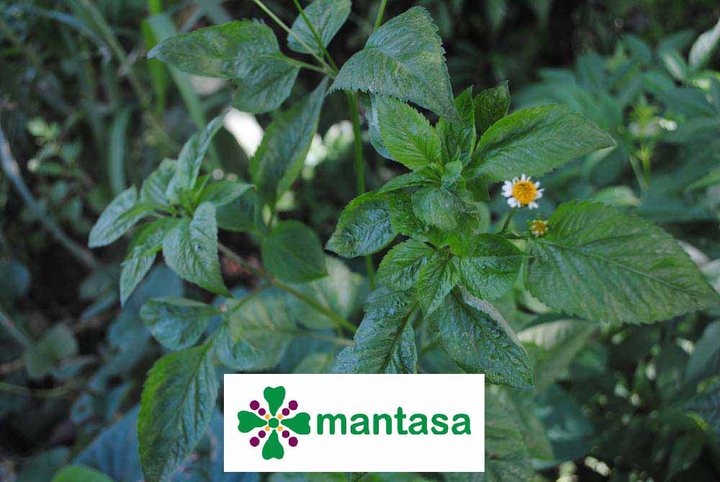 Mantasa - Ayorek Networks